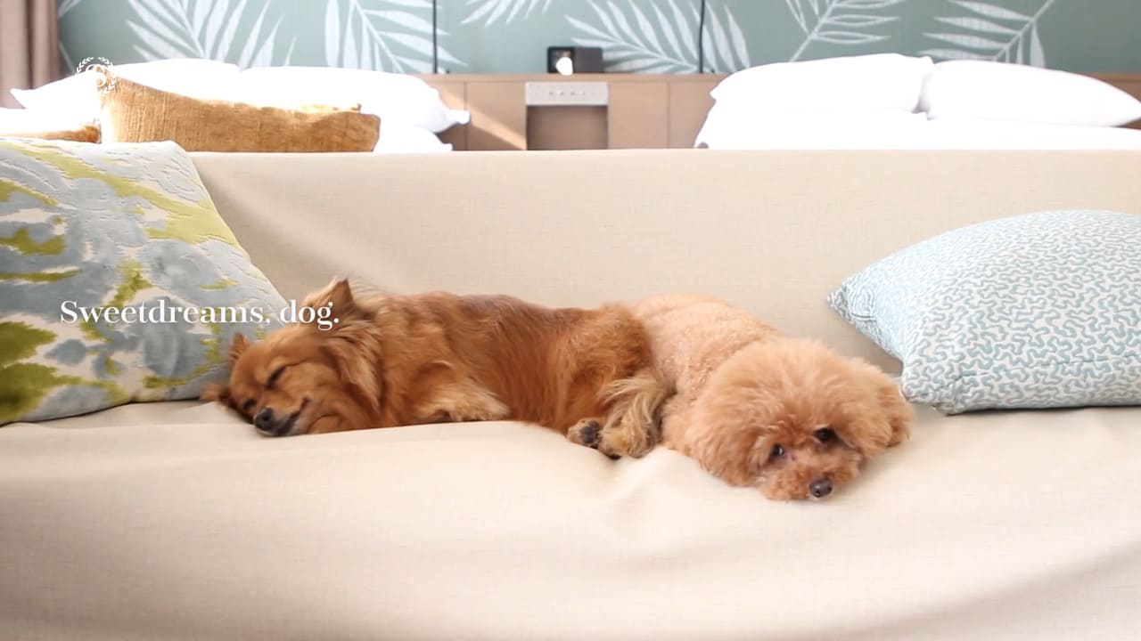 东京湾犬迷套房