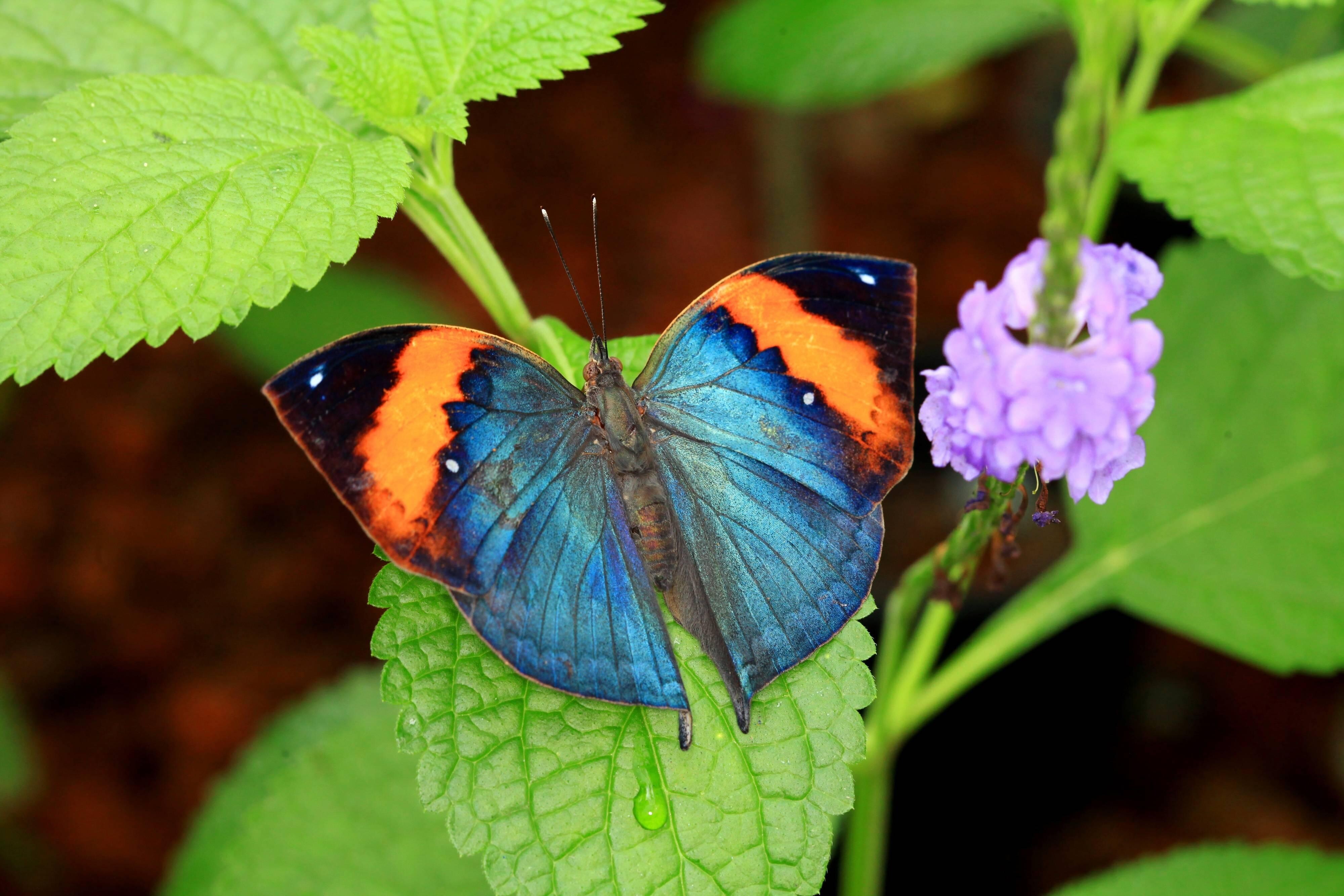 Blue butterfly with orange and black tipped wings perched by purple flower
