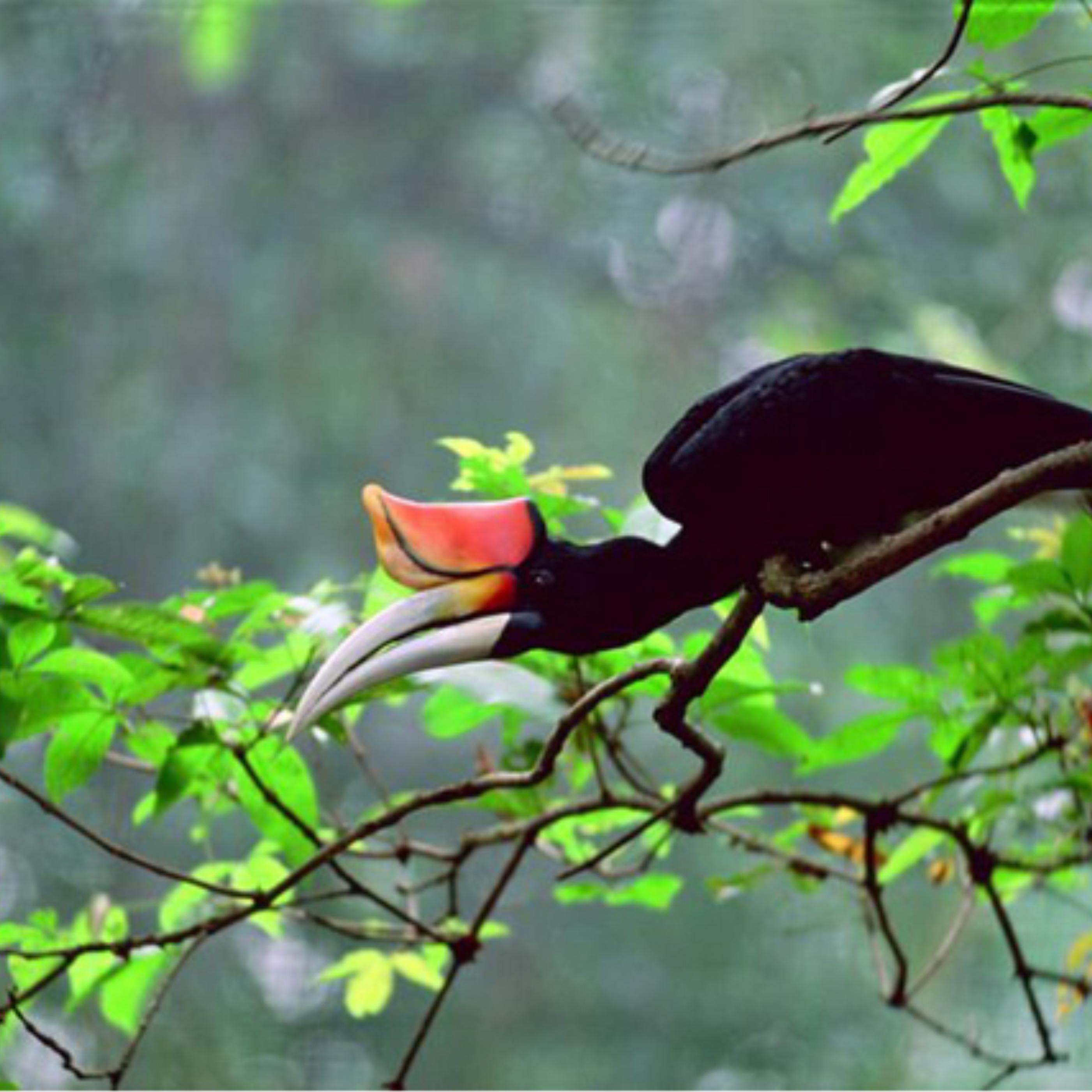 Sarawak's Mascot Bird, Hornbill