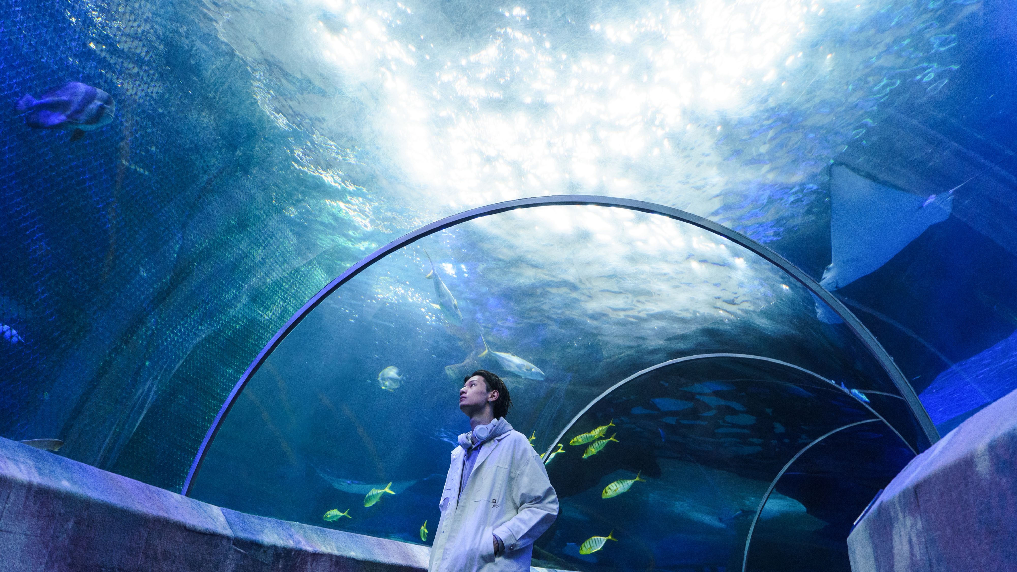 男生向上观看水族馆的鱼
