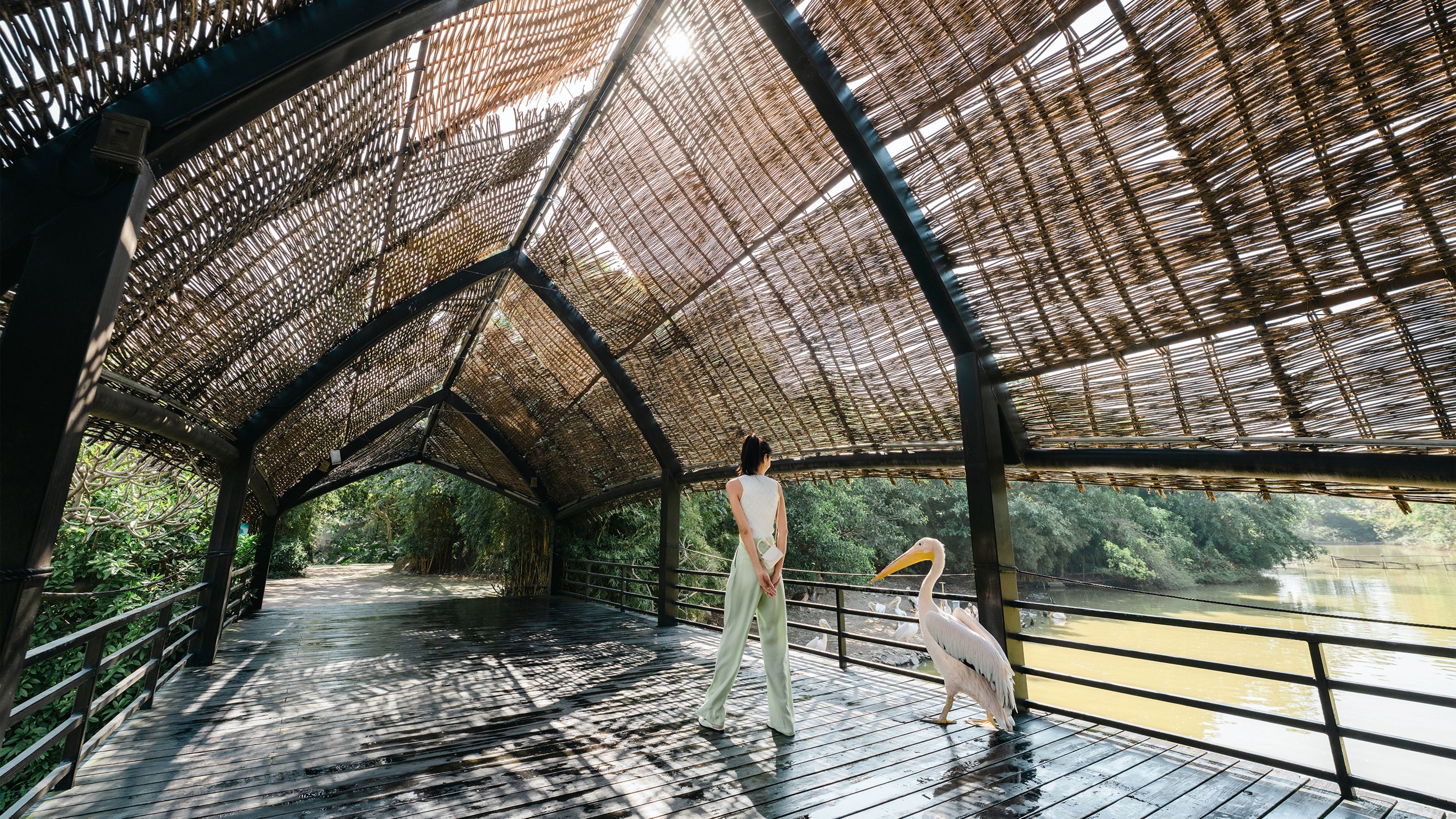 女生和大鸟在竹藤檐下漫步