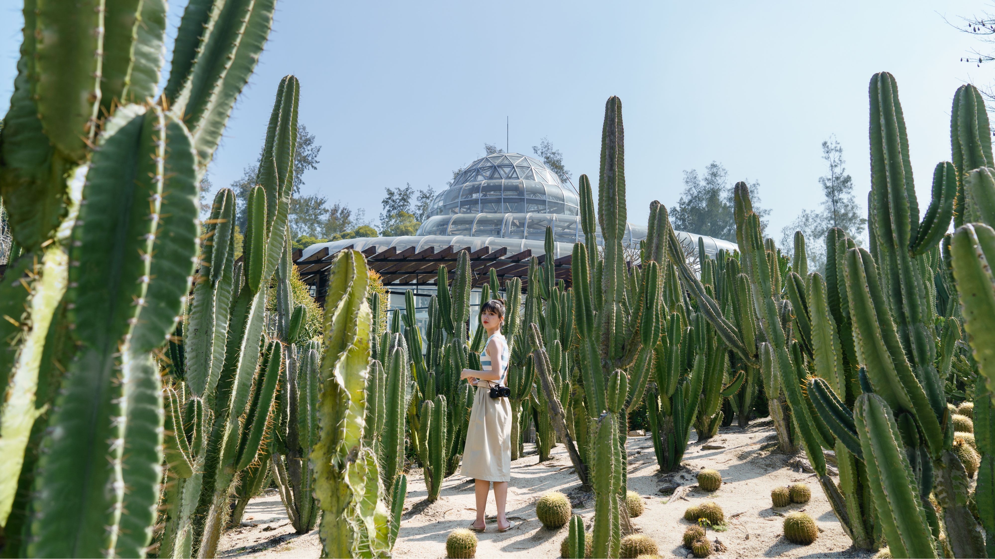 女生在厦门仙人掌植物官