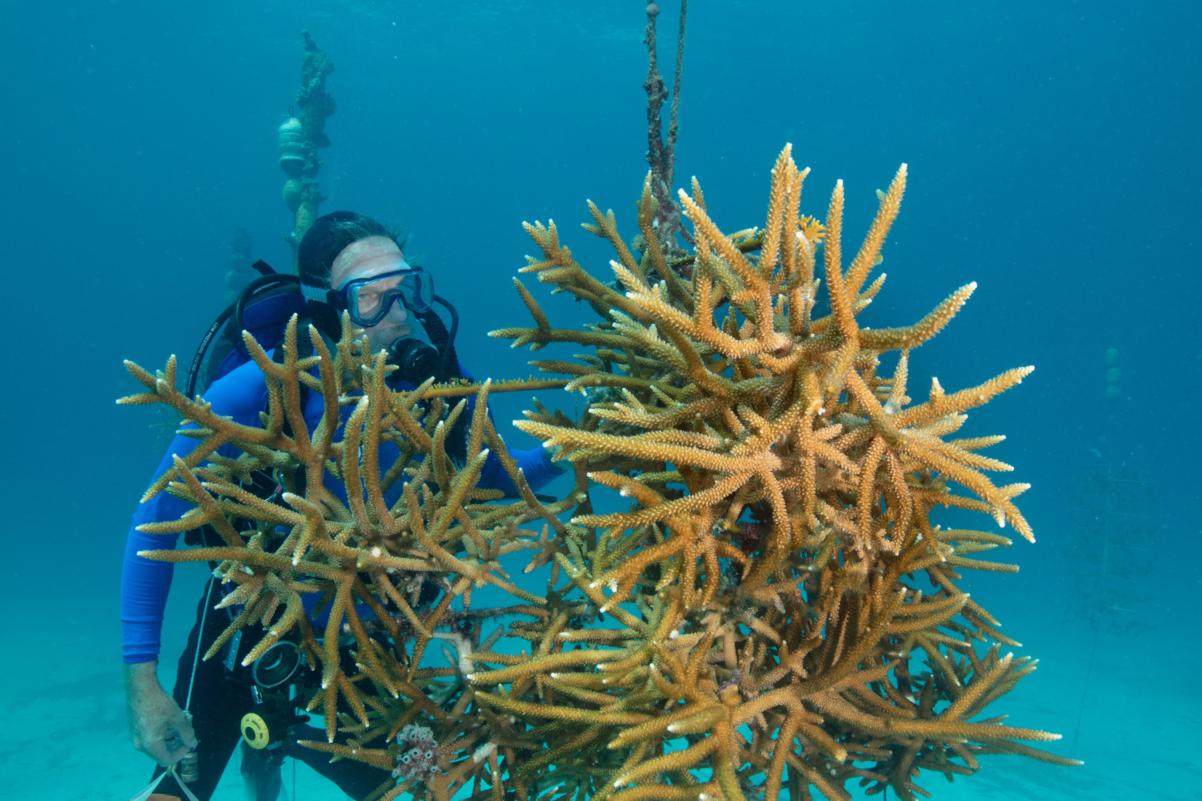 Scuba diver inspecting a coral colony