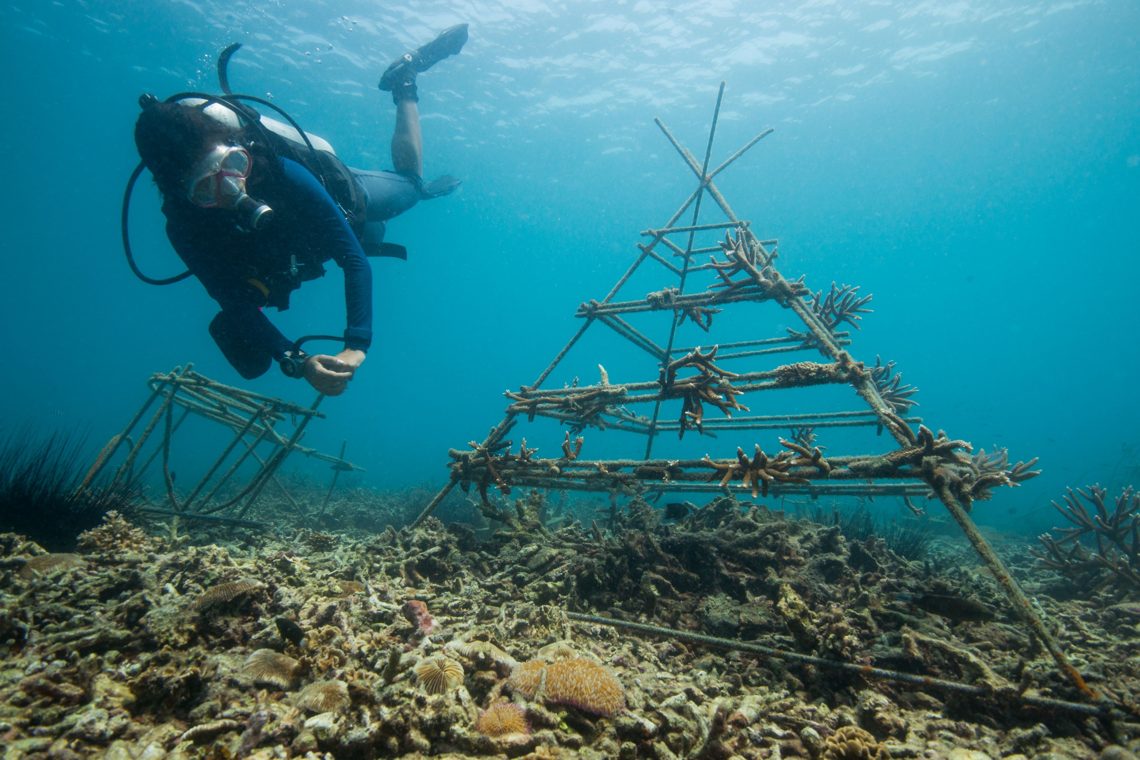 A scuba diver inspecting coral growing on reef substrate