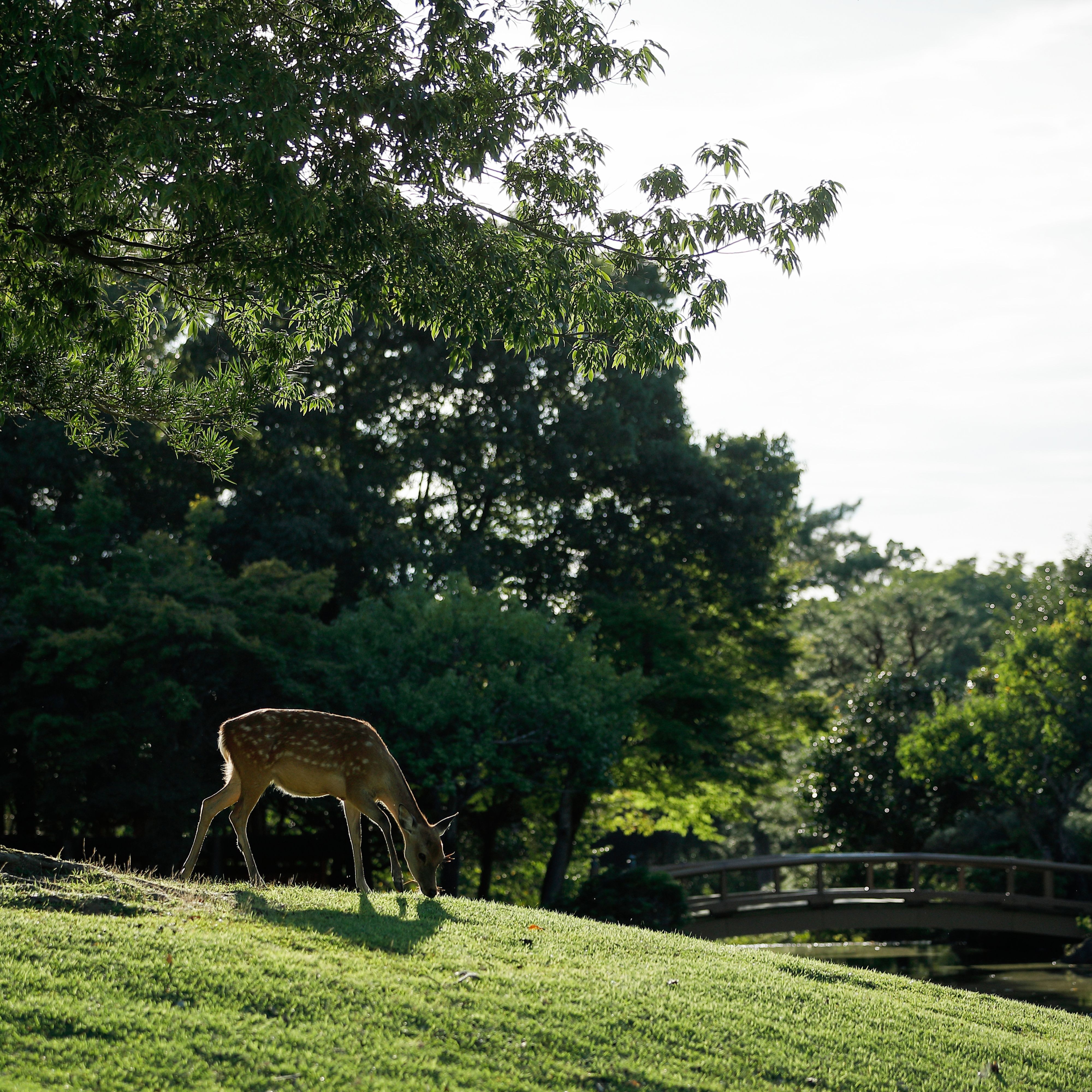 ​​​​​​东大寺的宁静场面，友好的鹿群在自由漫步。一只鹿在古老的建筑旁安静地吃草，象征着自然与历史在东大寺的和谐共存。
