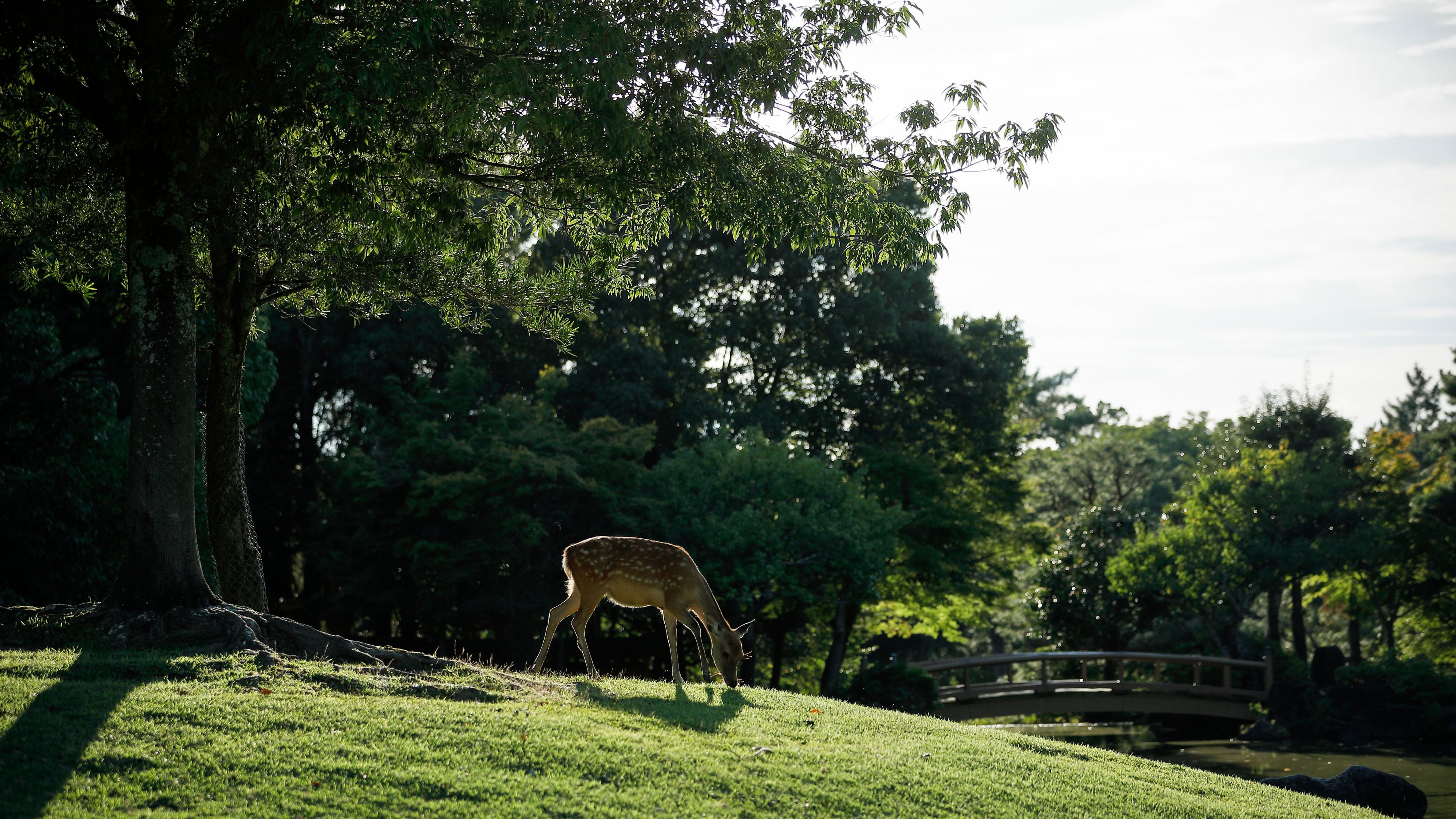 奈良鹿