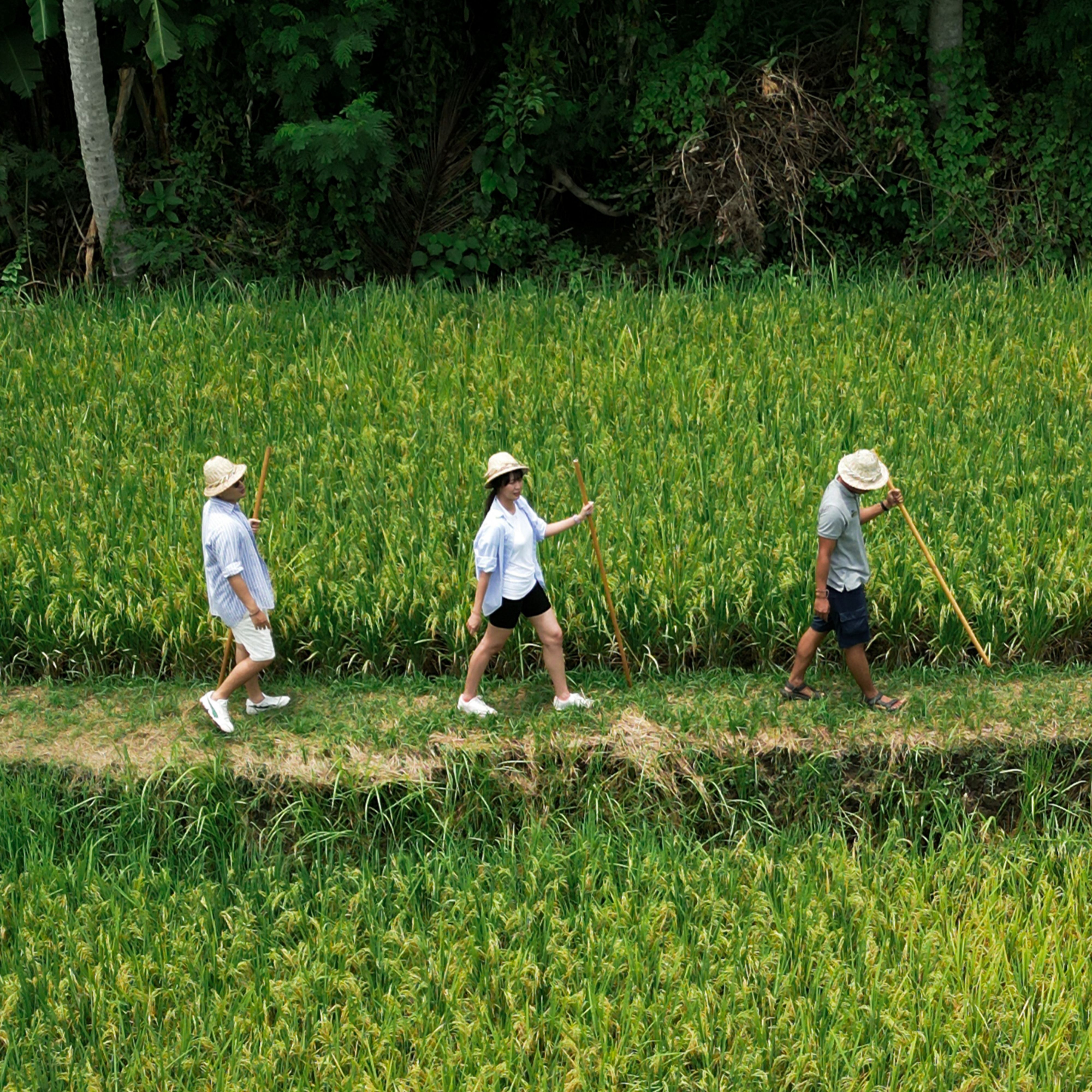 #探索自然 #活力运动 #威斯汀 #乌布