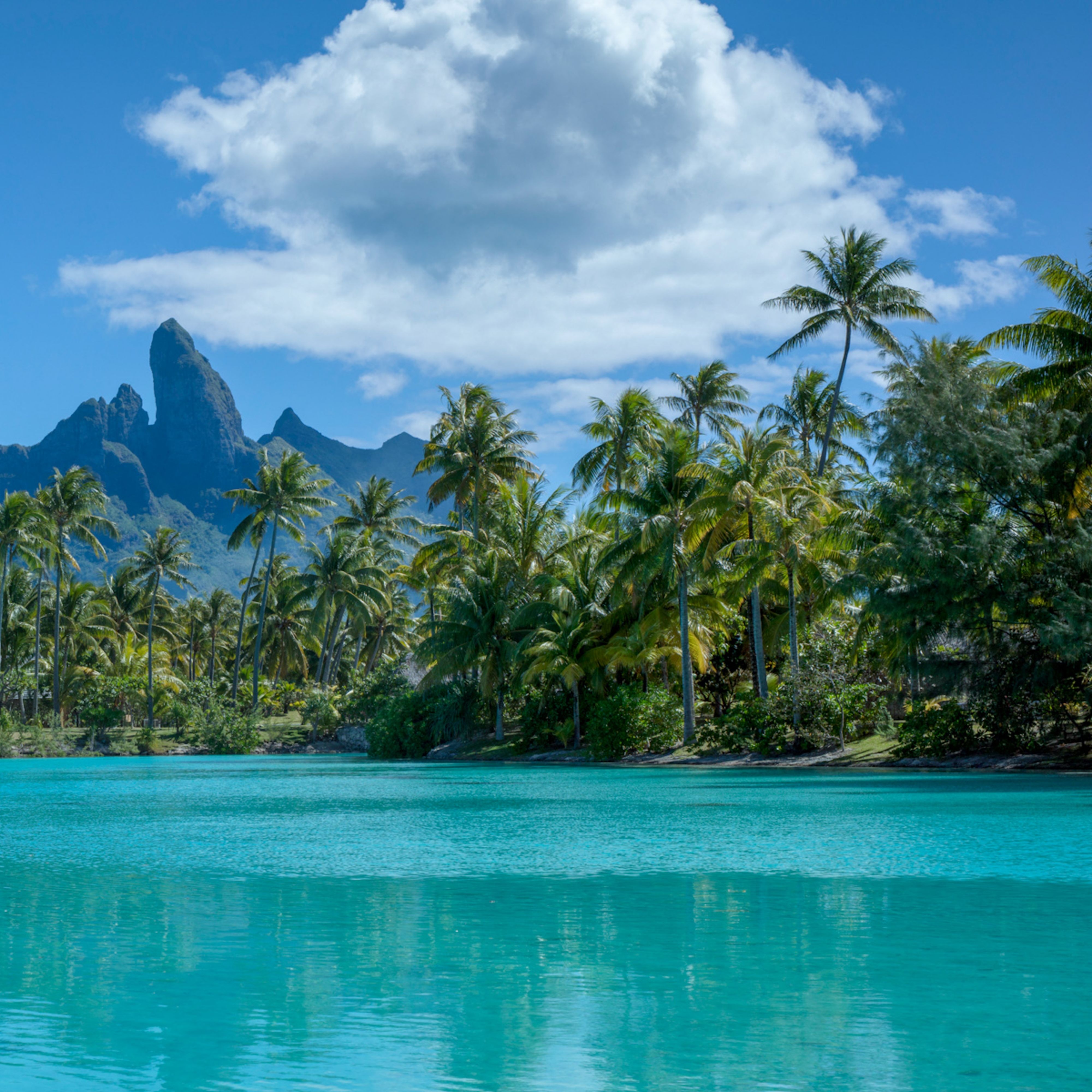 海洋、树木和天空